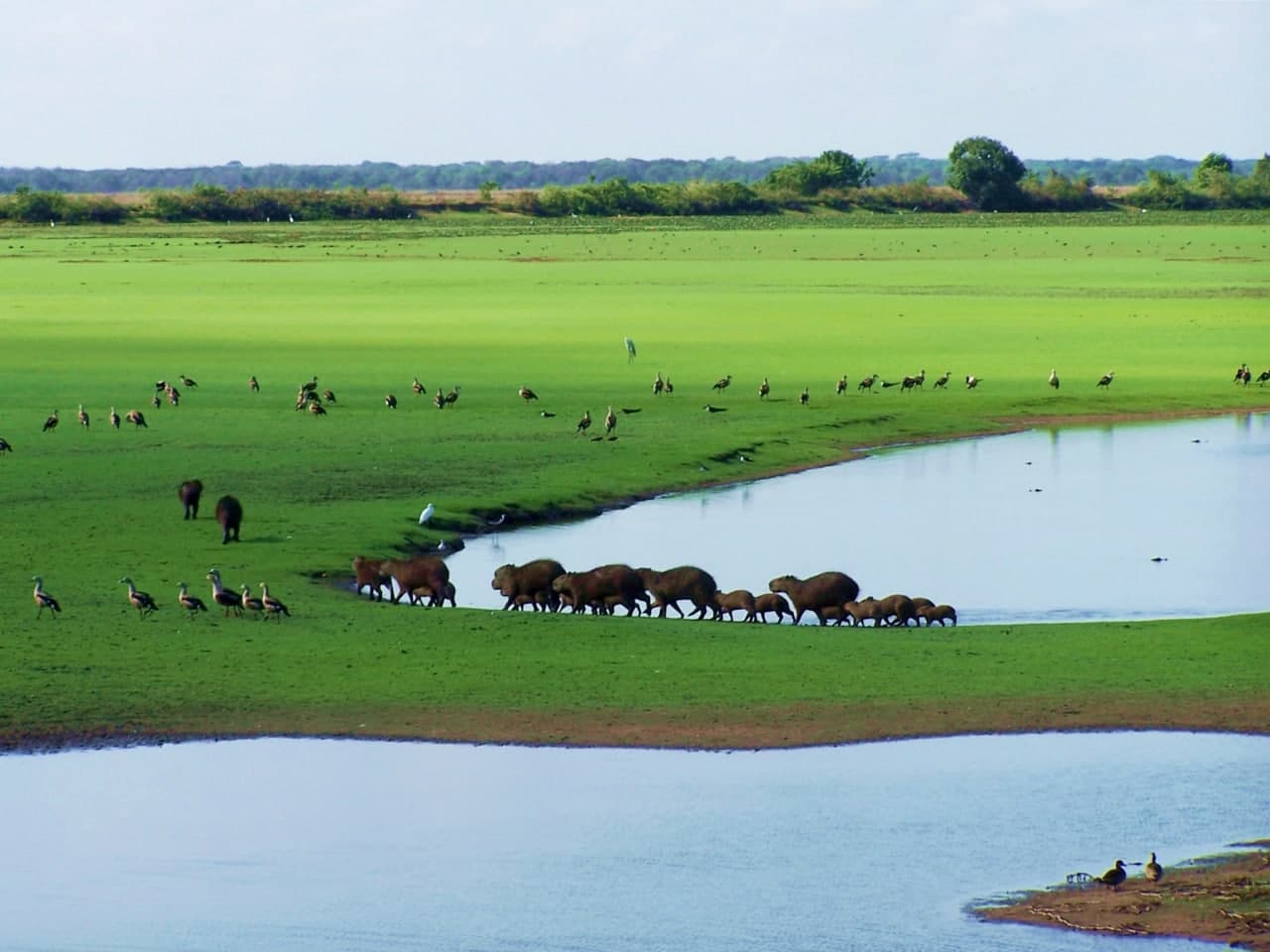 Los Llanos Wildlife Safari: South America's Untamed Savanna
