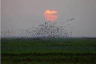 Los Llanos Wildlife Safari: South America's Untamed Savanna - 3