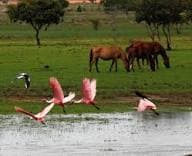 Los Llanos Wildlife Safari: South America's Untamed Savanna - 5