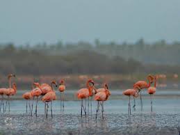 Morrocoy National Park : Turquoise Cays & Mangrove Labyrinths - 6