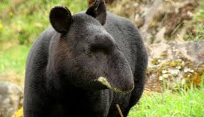 Avistamiento de Fauna