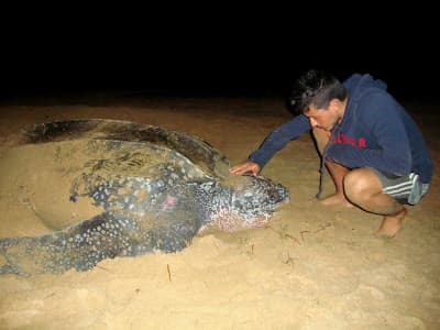 Los Tortuguillos (East & West)