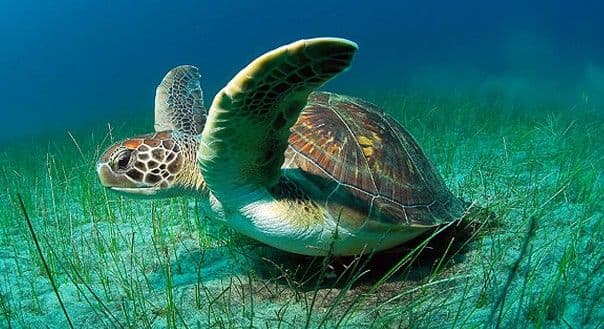 La Tortuga Island - 3